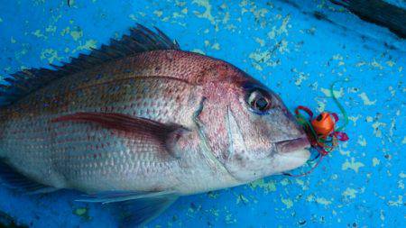 だて丸 釣果