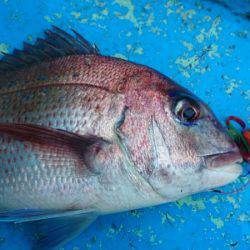 だて丸 釣果