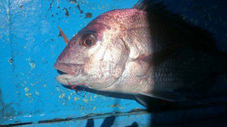 だて丸 釣果