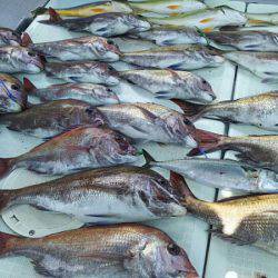 タイラバ遊漁船 ワンピース 釣果