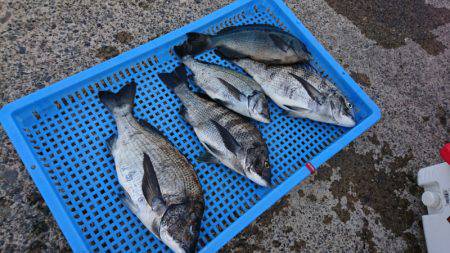 第三共栄丸 釣果