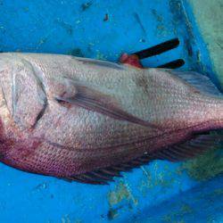 だて丸 釣果