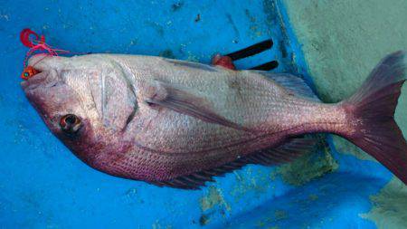 だて丸 釣果