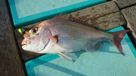 和栄丸 釣果