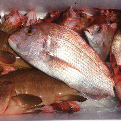 遊漁船 家入 釣果