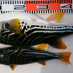 遊漁船 家入 釣果