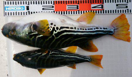 遊漁船 家入 釣果