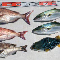 遊漁船 家入 釣果