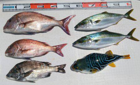 遊漁船 家入 釣果