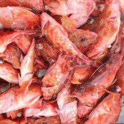 遊漁船 家入 釣果