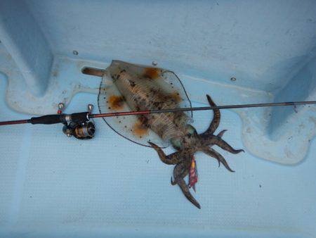 きずなまりん 釣果