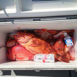 エンペラー 釣果