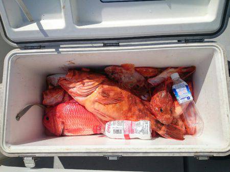 エンペラー 釣果