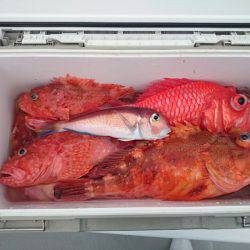 エンペラー 釣果