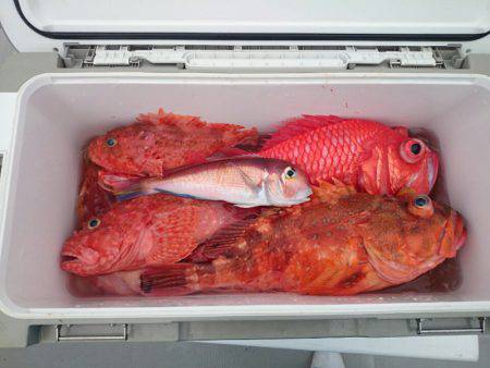 エンペラー 釣果