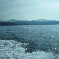 アマテラス 釣果