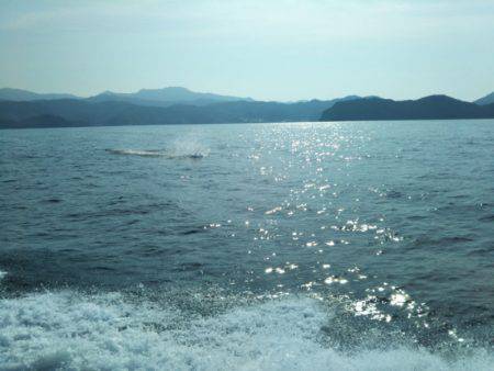 アマテラス 釣果