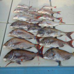 きずなまりん 釣果