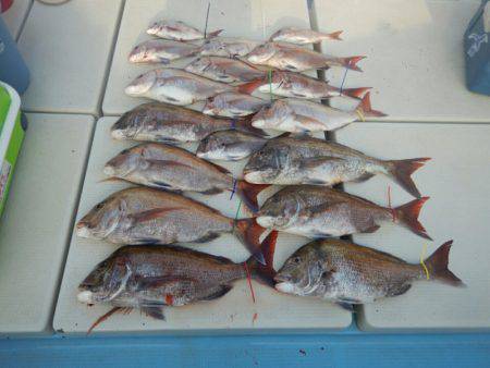 きずなまりん 釣果