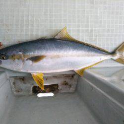 アマテラス 釣果