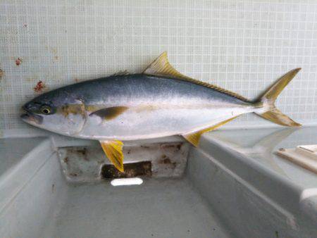 アマテラス 釣果