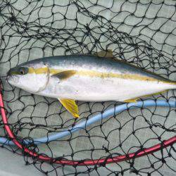 アマテラス 釣果