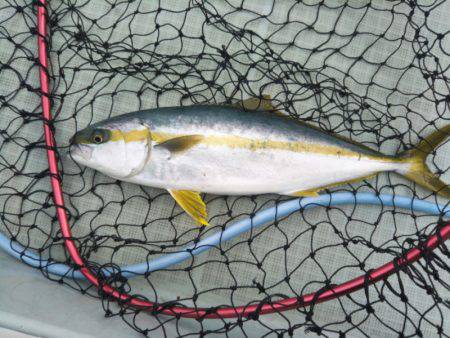 アマテラス 釣果