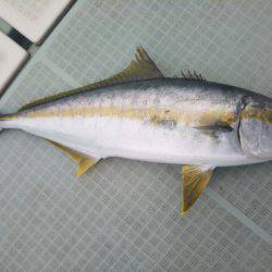 アマテラス 釣果