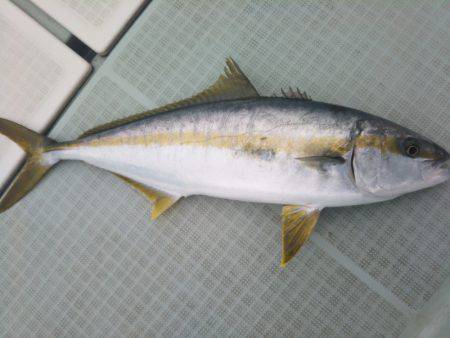 アマテラス 釣果