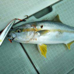 アマテラス 釣果