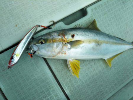 アマテラス 釣果