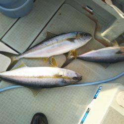 アマテラス 釣果