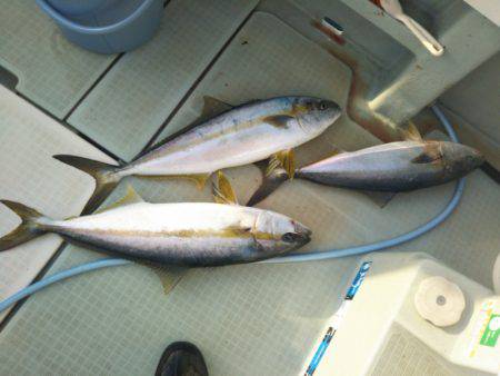 アマテラス 釣果