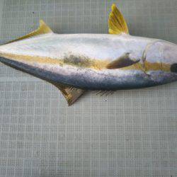 アマテラス 釣果