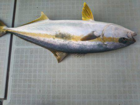 アマテラス 釣果