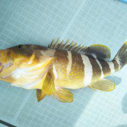 アマテラス 釣果