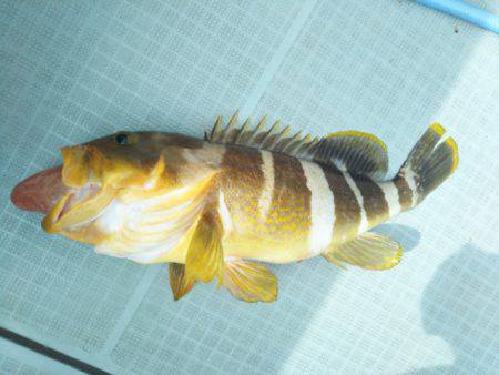 アマテラス 釣果