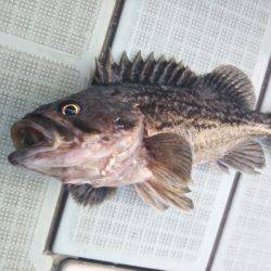 アマテラス 釣果