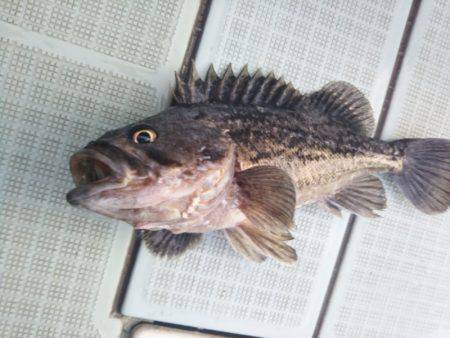 アマテラス 釣果