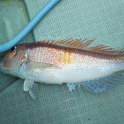 アマテラス 釣果