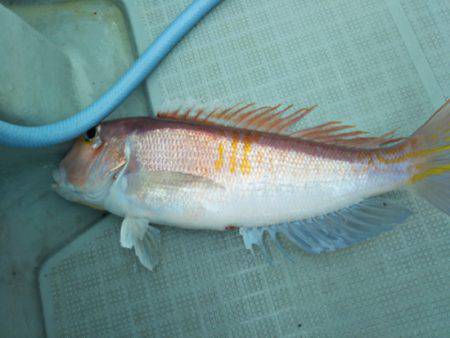 アマテラス 釣果