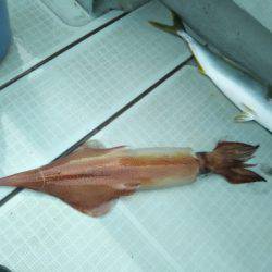 アマテラス 釣果