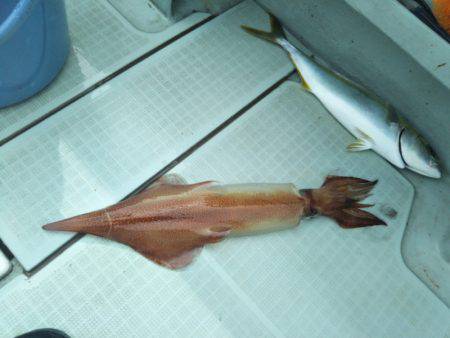 アマテラス 釣果