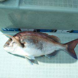 アマテラス 釣果