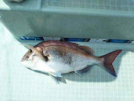 アマテラス 釣果