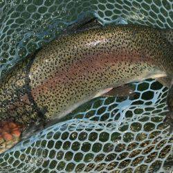 加賀フィッシングエリア 釣果