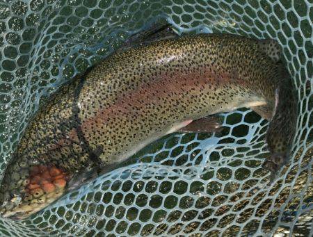 加賀フィッシングエリア 釣果