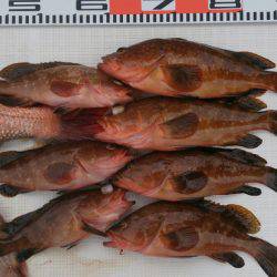 遊漁船 家入 釣果