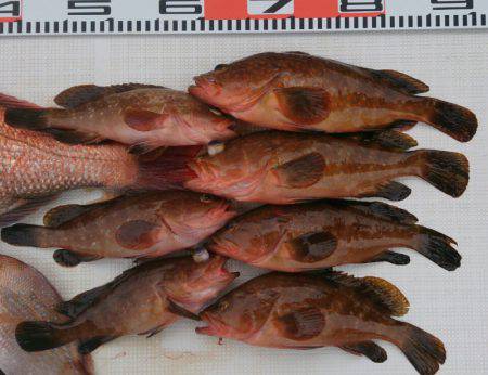 遊漁船 家入 釣果