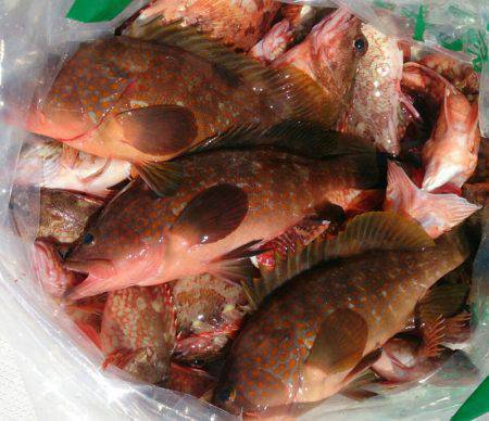 遊漁船　家入 釣果